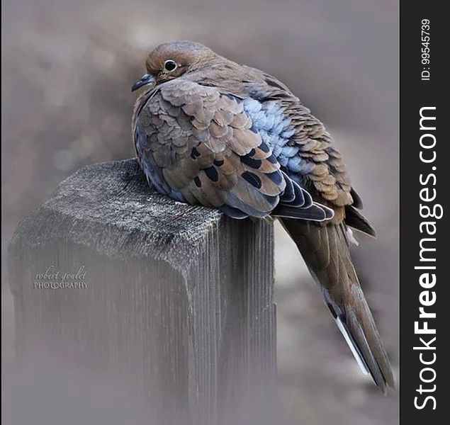 Close up of bird with blue and brown feathers perched on wooden post. Close up of bird with blue and brown feathers perched on wooden post.