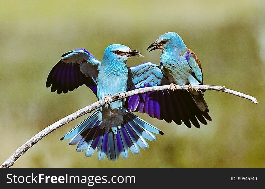 A pair of ornately coloured tropical birds sitting on a branch.