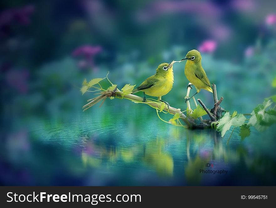 Yellow songbirds share food on a branch.