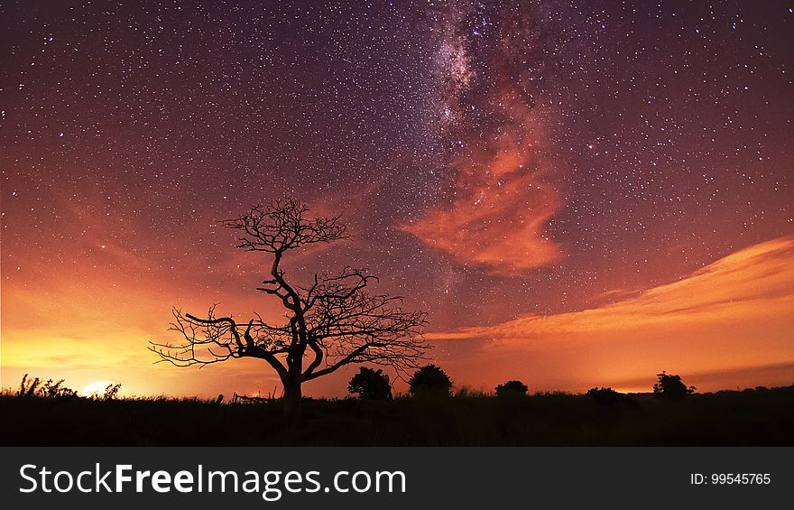 A silhouette of a leafless tree at sunset and a starry sky above it.