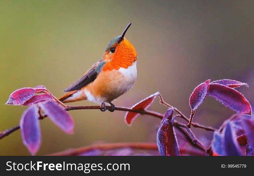 Small Songbird On Branch