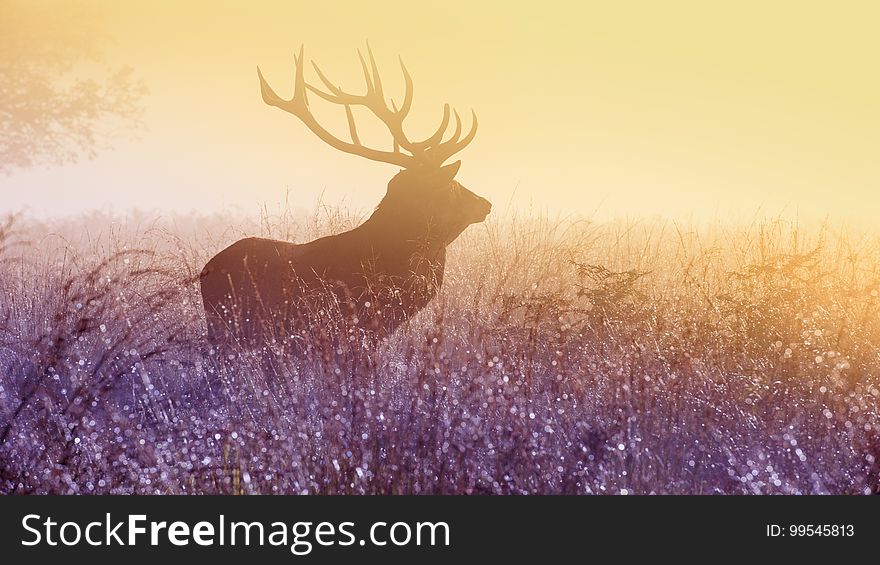 Male Elk In Field At Sunset