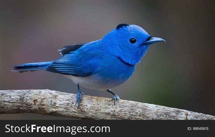 Close up of small blue songbird on bare branch.