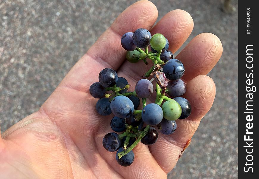 More Wild Arizona Grapes to Munch On