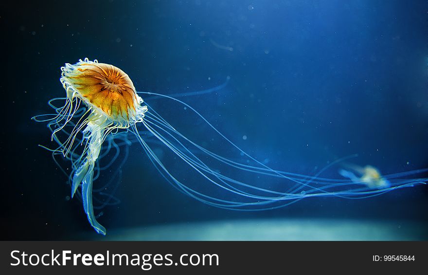 A translucent jellyfish underwater in aquarium. A translucent jellyfish underwater in aquarium.