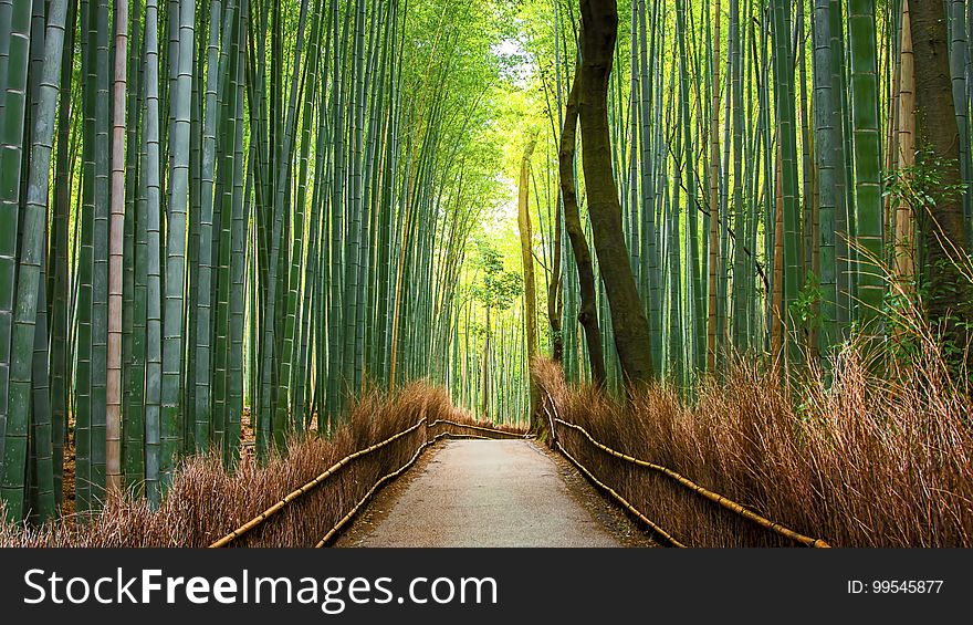 A path through a bamboo forest.