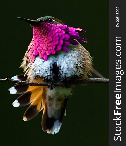 Wine Throated Hummingbird