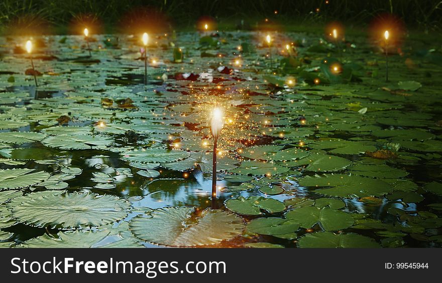 Light bulb and glowing lights over lily pads in pond. Light bulb and glowing lights over lily pads in pond