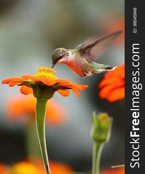 A hummingbird hovering over a flower drinking nectar. A hummingbird hovering over a flower drinking nectar.