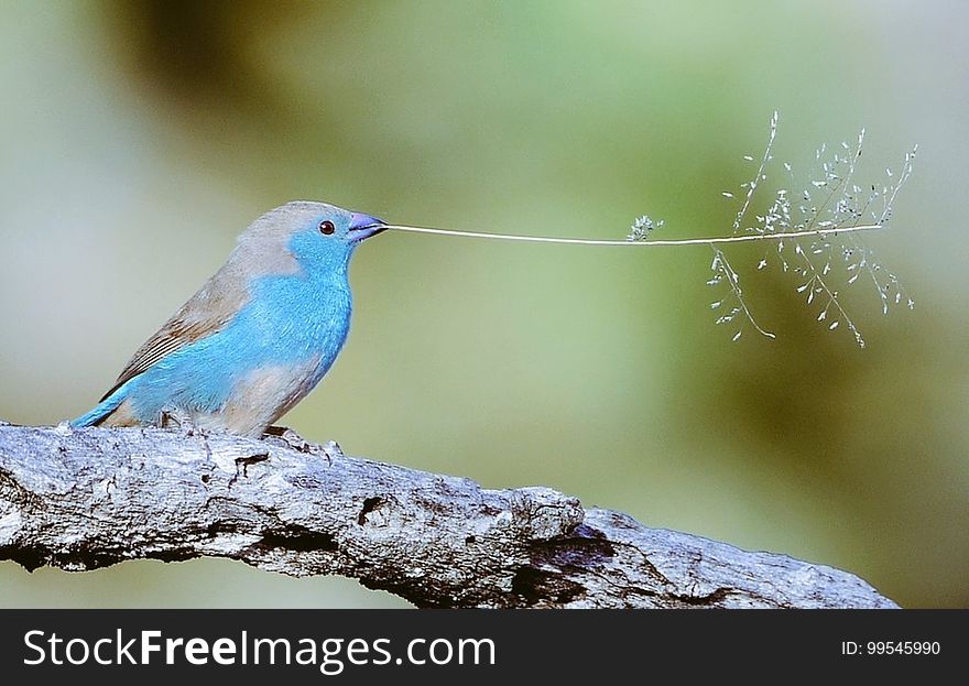 Small blue songbird sitting on branch with twig in beak. Small blue songbird sitting on branch with twig in beak.