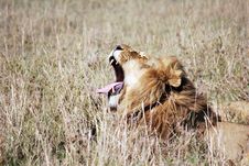 Lion Yawning Royalty Free Stock Images