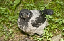 Crow-nestling Stock Photo