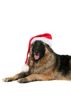Big Black And Tan Dog With Santa Hat On Royalty Free Stock Photo Big Black And Tan Dog With Santa Hat On Royalty Free Stock Photo