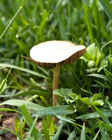 Mushroom In Wild Royalty Free Stock Photos