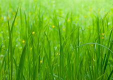Green Grass Background Royalty Free Stock Photos Green Grass Background Royalty Free Stock Photos