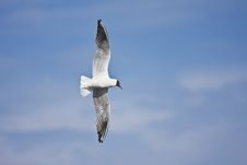 Gull On A Blue Sky Stock Images Gull On A Blue Sky Stock Images