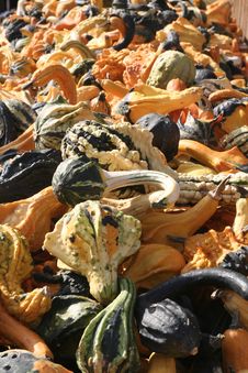 Pumpkins For All Tastes Royalty Free Stock Photo Pumpkins For All Tastes Royalty Free Stock Photo