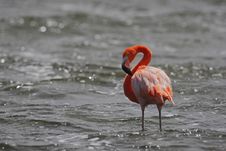 Caribbean Flamingo (Phoenicopterus Ruber) Stock Images Caribbean Flamingo (Phoenicopterus Ruber) Stock Images