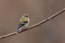 American Goldfinch (Carduelis Tristis Tristis) Royalty Free Stock Photography
