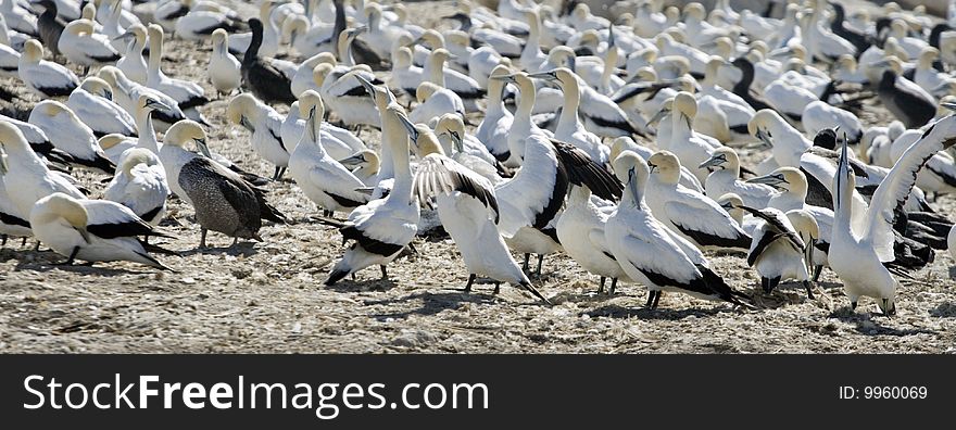 Cape Gannets Morus capensis South Africa