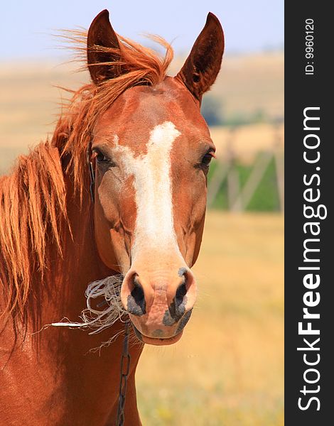 Close up of the horse head