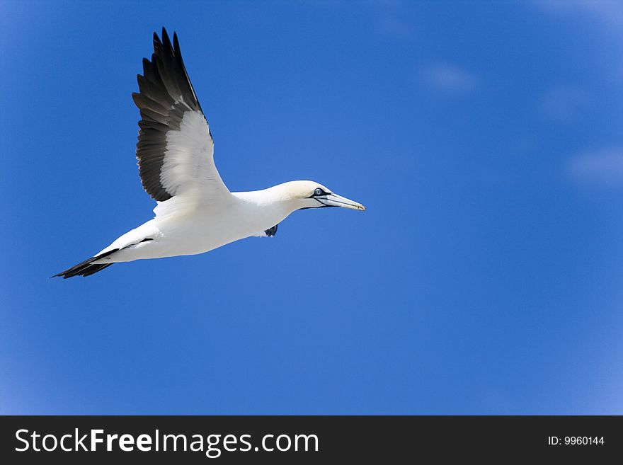 Cape gannet Morus capenis in flight