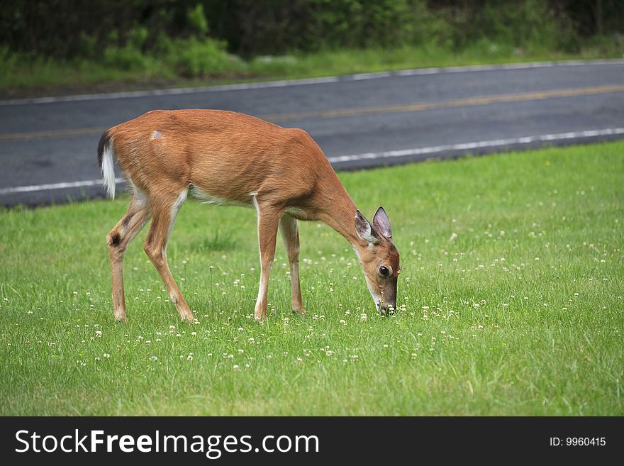 White-tailed deer (Odocoileus virginianus) feeding along the side of the road in a meadow in June in Upper New York State