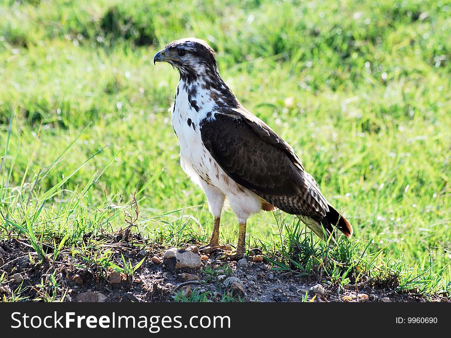 African Buzzard