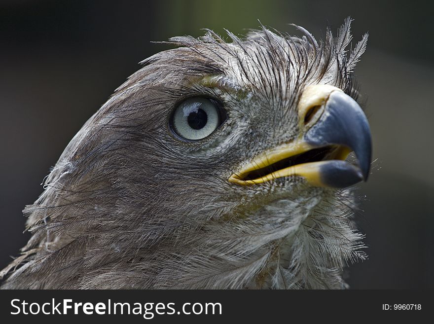 Jackal buzzard of Southern Africa