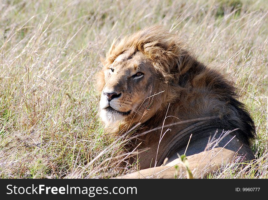 Lion resting on the plains of the Maasai Mara