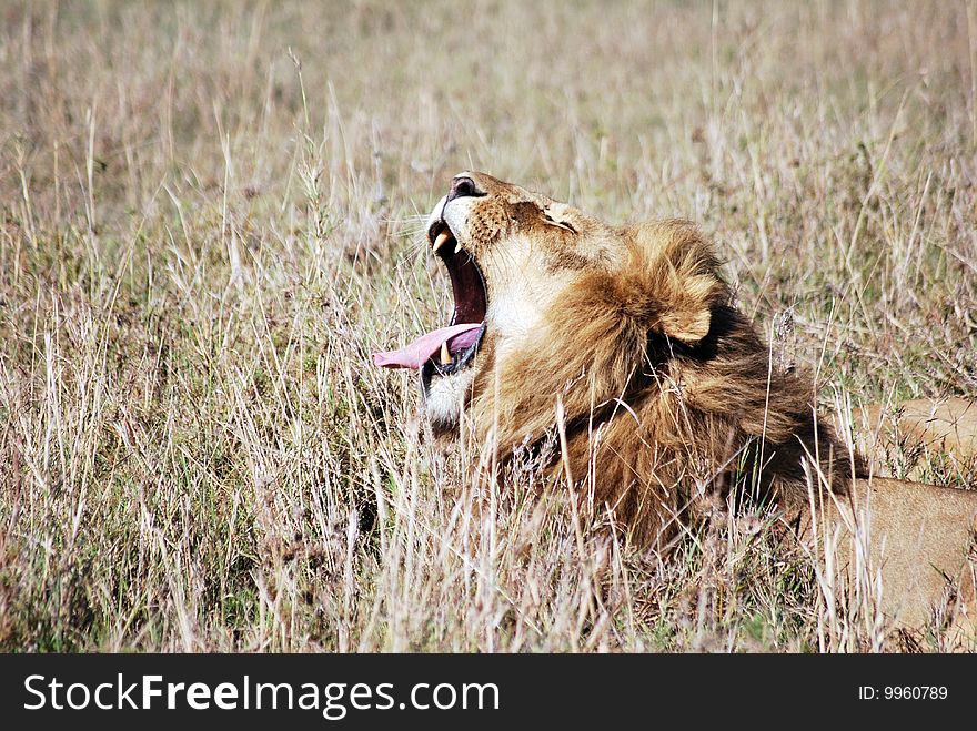 Lion yawning