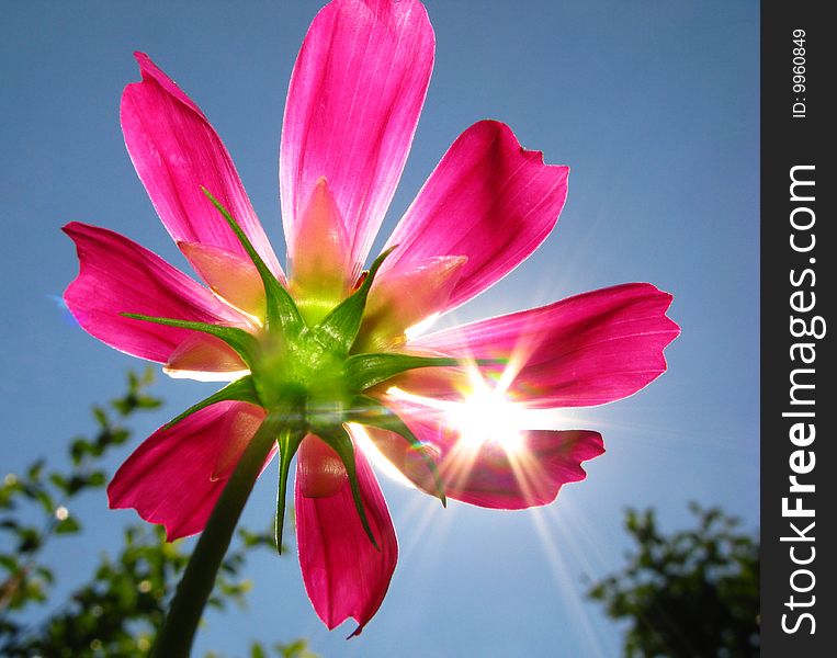 Bright beautiful garden flower and solar beams on  background of  sky