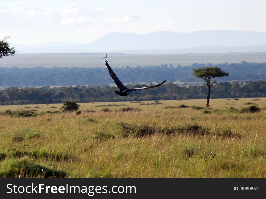Vulture flying over the plains of the Maasai Mara. Vulture flying over the plains of the Maasai Mara