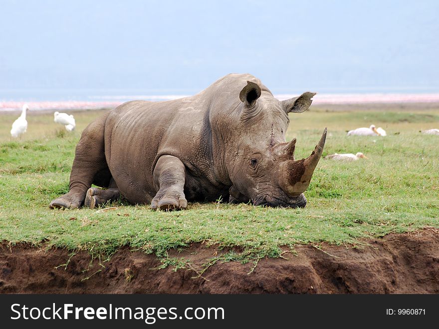 Rhino resting on the shores of Lake Nakuru