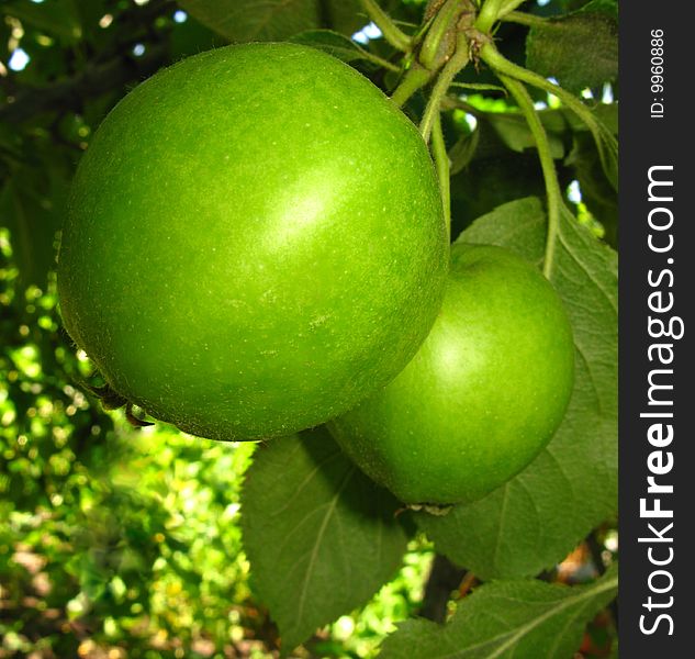 Beautiful green apples on background of foliage