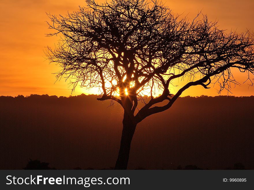 Sun setting behind an acacia tree in the Maasai Mara. Sun setting behind an acacia tree in the Maasai Mara