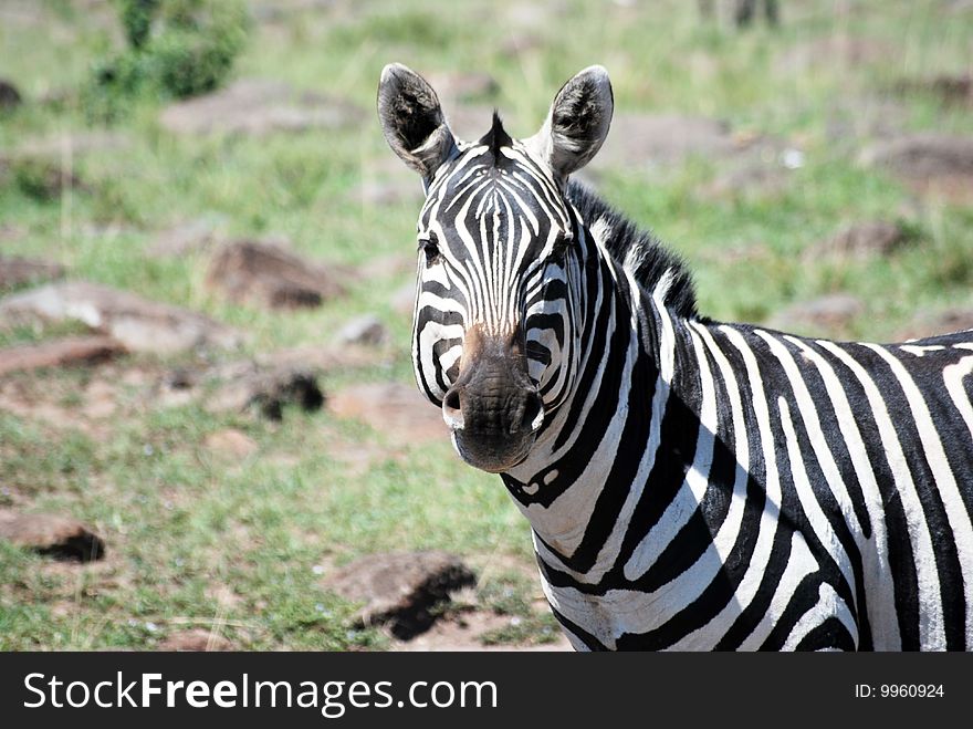 Zebra