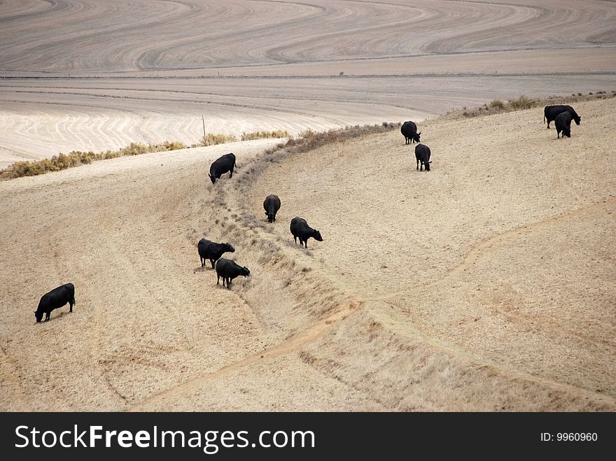Cows Browsing In A Wheat Field