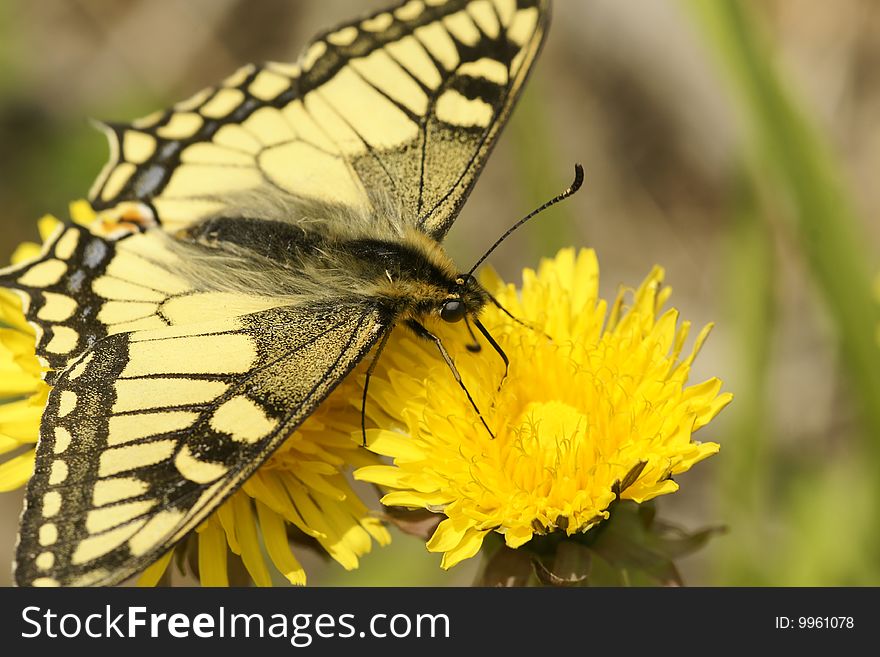 Butterfly swallowtail (Papilio machaon)  collecting nectar. Kamchatka .