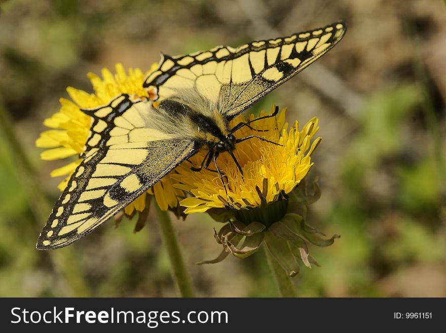 Butterfly swallowtail (Papilio machaon)