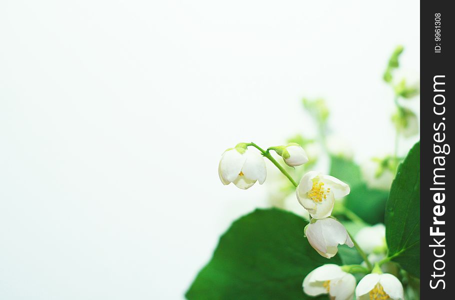 White flowers on white background