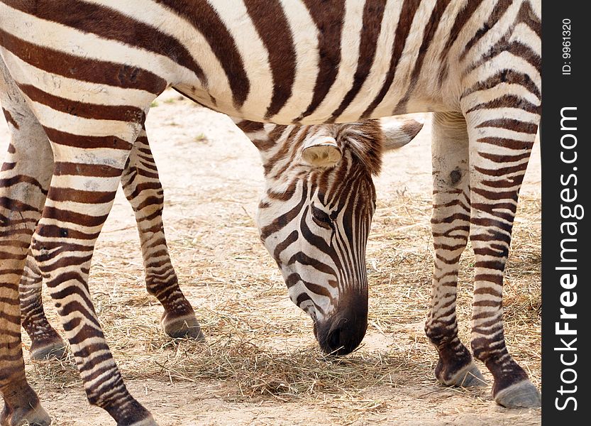 Zebra with his head framed by the legs of another. Zebra with his head framed by the legs of another