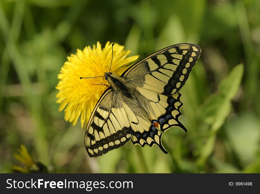 SONY DSCButterfly swallowtail (Papilio machaon) collecting nectar. Kamchatka .