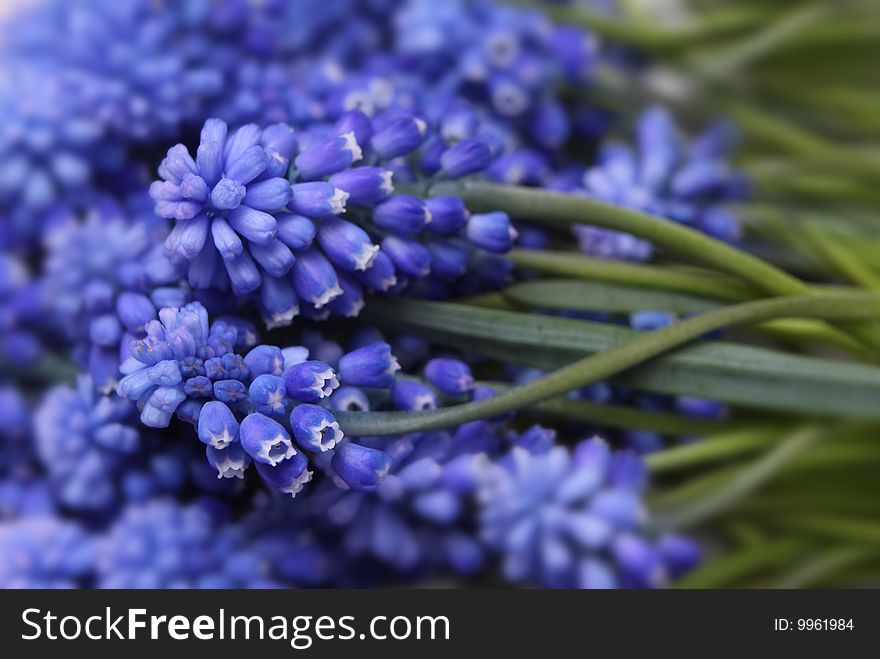 Unusual blue flowers close up