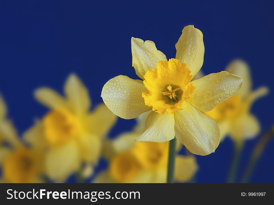 Yellow Narcissus On Blue Background