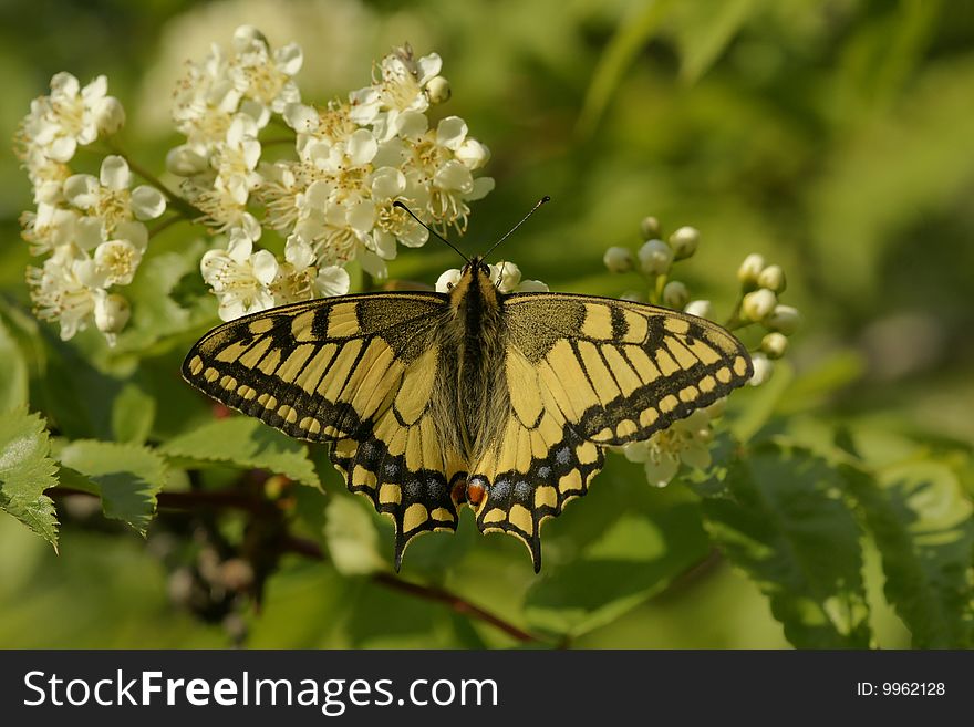 Butterfly swallowtail (Papilio machaon)