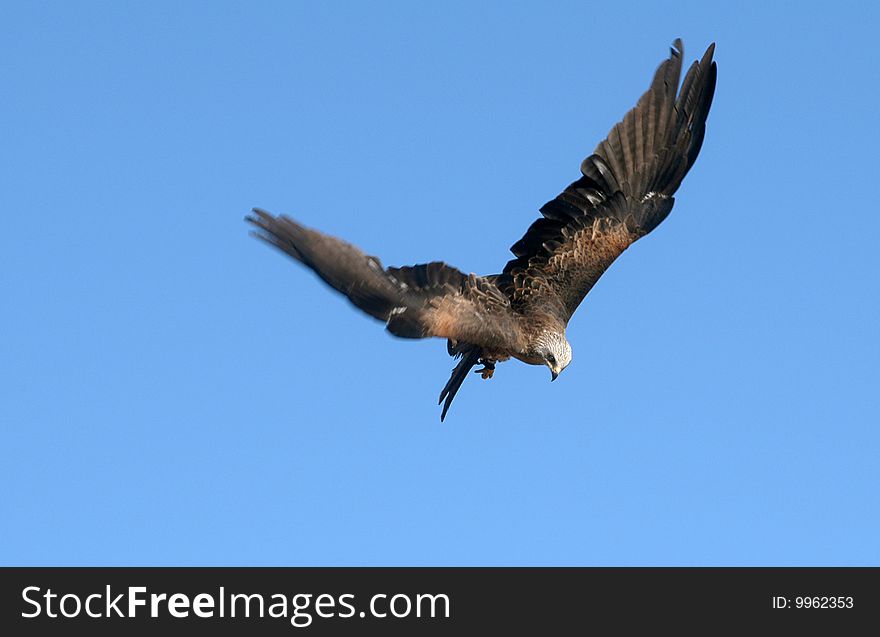 Imperial eagle in flight against blue sky