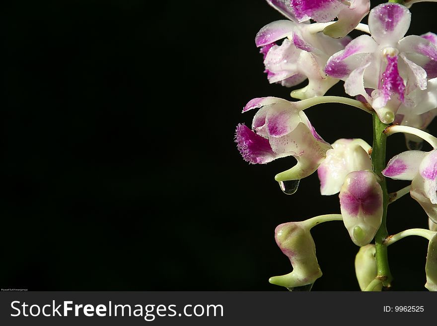 Close up purple orchid with droplet on black background. Close up purple orchid with droplet on black background.