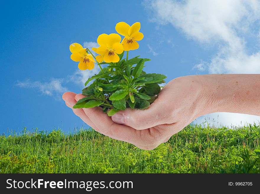 Female hand holding a clump of pansies with blue sky and clouds behind. Female hand holding a clump of pansies with blue sky and clouds behind