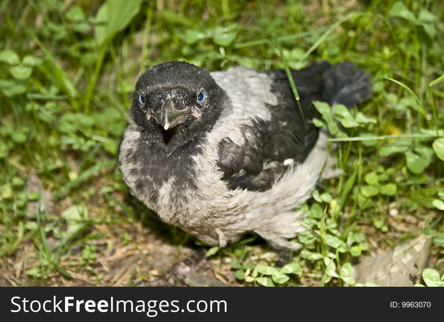 Nestling of a crow standing on ground. Nestling of a crow standing on ground